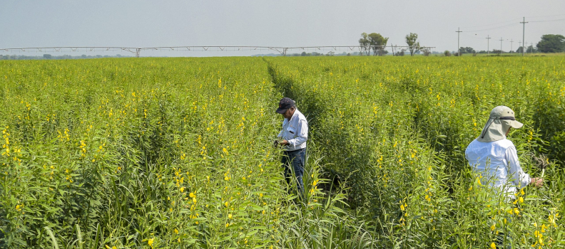 ¡Ingenio Monte Rosa Gana el Primer Lugar de la Certificación Producción más Limpia con Programa de Agricultura Regenerativa: Suelo Vivo!